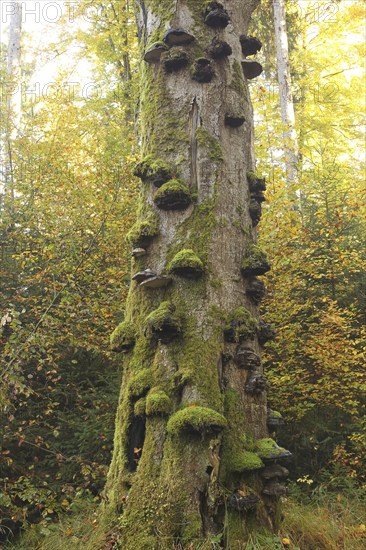 Common beech (Fagus sylvatica) deadwood overgrown with mossy tinder funguses (Fomes fomentarius), Allgäu, Bavaria, Germany, Europe