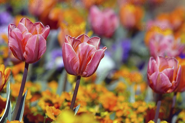 Beautiful pink tulip in middle of field with colorful spring flowers on blurry background