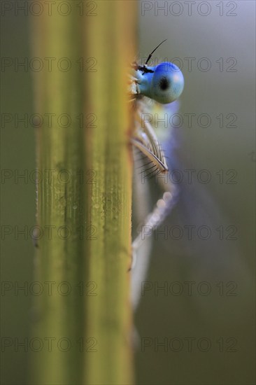 White-legged damselfly (Platycnemis pennipes), looking out from behind a reed with one blue eye, portrait, Isental, Bavaria, Germany, Europe