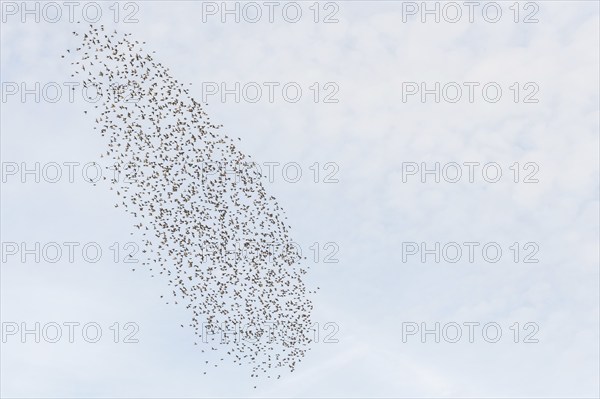 Common (Sturnus vulgaris) starlings fly together, in perfect symbiosis to protect themselves from enemies. Bas-Rhin, Collectivite europeenne d'Alsace, Grand Est, France, Europe