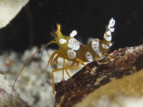 Squat shrimp (Thor amboinensis), sexy shrimp, dive site house reef, Mangrove Bay, El Quesir, Red Sea, Egypt, Africa