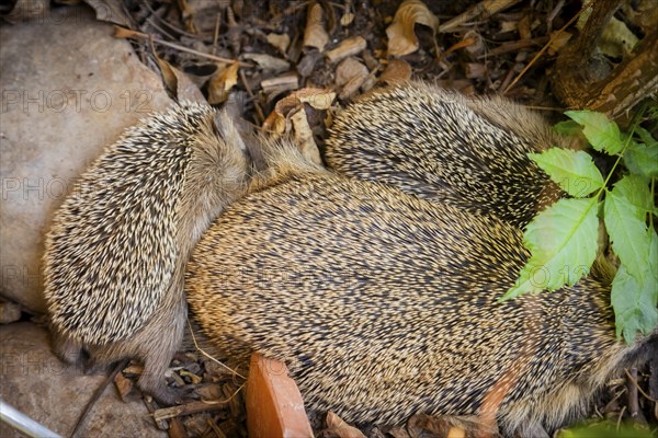 Hedgehog mother with young in the living environment of humans. A near-natural garden is a good habitat for hedgehogs, young hedgehogs can also be fed to give them a better chance of survival for hibernation, Bannewitz, Saxony, Germany, Europe