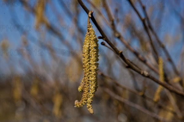 Male catkins of the hazelnut