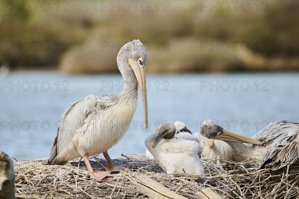 Great white pelican (Pelecanus onocrotalus) sitting, France, Europe