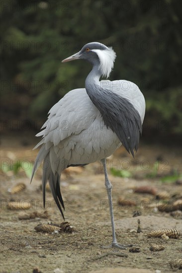 Paradise crane (Grus paradisea), standing on one leg, crane birds, cranes (Gruidae), crane, Gruiformes, bird, animal, vertebrate, captive