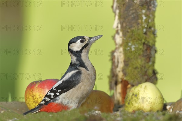 Great spotted woodpecker (Dendrocopos major), female, sitting among fallen fruit in a meadow orchard, Wilden, North Rhine-Westphalia, Germany, Europe