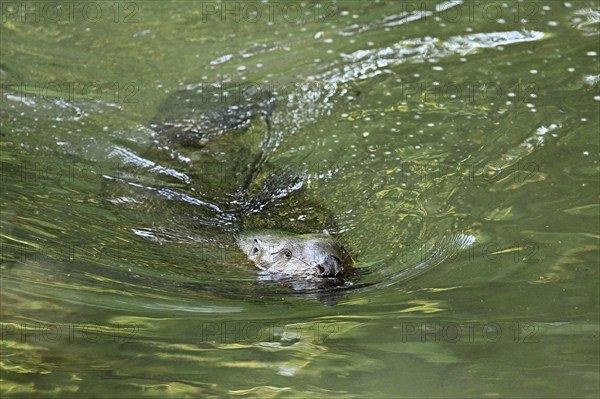 Eurasian beaver, european beaver (Castor fiber), swimming in the river, Freiamt, Canton Aargau, Switzerland, Europe