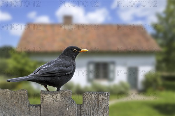 Common blackbird (Turdus merula) male perched on old wooden fence in garden of house in the countryside