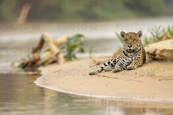 Jaguar (Panthera onca), lying in the sand on the bank, North Pantanal, Barão de Melgaço, Joselândia, Mato Grosso, Brazil, South America