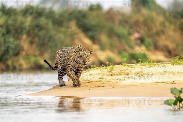 Jaguar (Panthera onca), walking on sand on the riverbank, North Pantanal, Barão de Melgaço, Joselândia, Mato Grosso, Brazil, South America