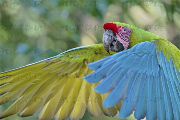 Great green macaw in flight (Ara ambiguus) Costa Rica