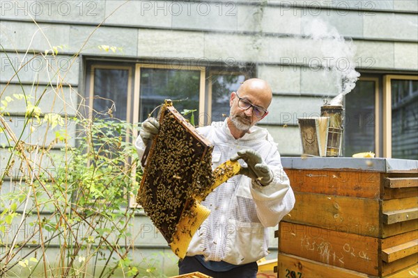 Jens Ardelt hiving a beehive. Since the beginning of 2023, 500, 000 new employees have been working in the Saxon Ministry of Labour: Eight bee colonies have been busily collecting nectar for honey ever since. Beekeeper Rico Heinzig (MyHoney GmbH from Meißen) has been known throughout Germany since his legal dispute with satirist Jan Böhmermann. MyHoney currently looks after over 200 bee colonies. In 2022, the organic beekeeping business received the international London Money Award in Gold, beekeeper at the Saxon Ministry of Labour, Dresden, Saxony, Germany, Europe