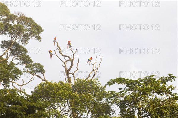 Group of scarlet macaws (Ara macao) perched on tree, parrots (Psittaciformes), Laguna del Lagarto Lodge, Alajuela, Costa Rica, Central America