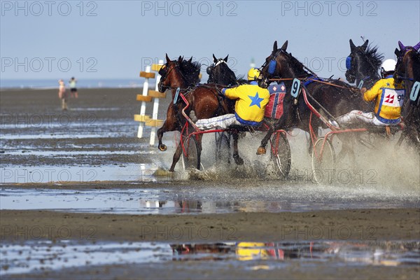 Horses with sulky, trotters, horse-drawn carriage, trotting race in the mudflats, Duhner Wattrennen 2019, Duhnen, Cuxhaven, UNESCO World Heritage Wadden Sea, North Sea, Lower Saxony, Germany, Europe