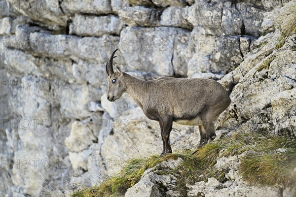 Alpine ibex (Capra ibex), with the eye disease chamois blindness (also known as chamois blindness), Canton of St. Gallen, Switzerland, Europe