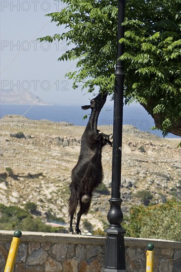 Rhodes Island, Lindos, Lindos is a town on the Greek island of Rhodes. Its landmark is the acropolis on a rock with huge archways from the 4th century and reliefs dating from around 280 BC. Wild goats