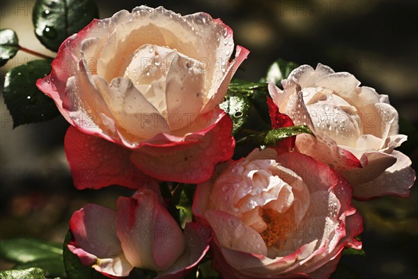 Garden roses after a rain in the front garden, Germany, Europe