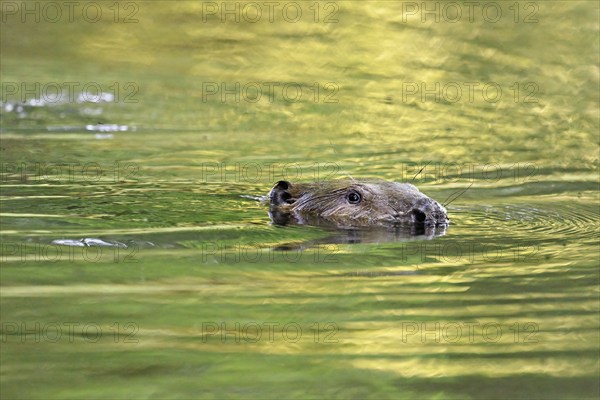 Eurasian beaver, european beaver (Castor fiber), swimming in the river, Freiamt, Canton Aargau, Switzerland, Europe