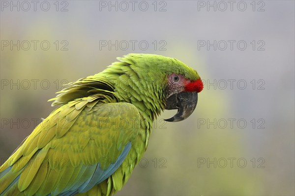 Great green macaw (Ara ambigua), animal portrait, captive, Herborn-Uckersdorf Zoo, Hesse, Germany, Europe