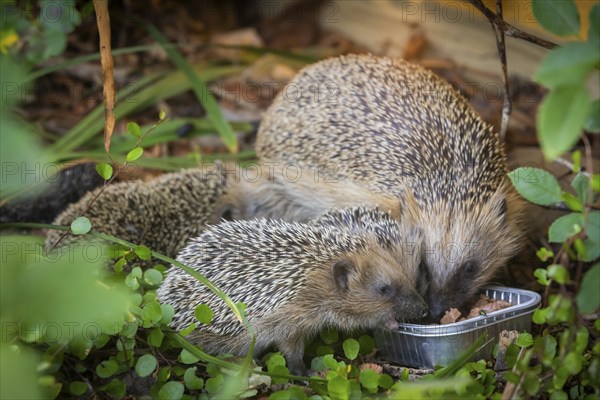 Hedgehog mother with young in the living environment of humans. A near-natural garden is a good habitat for hedgehogs, young hedgehogs can also be fed to give them a better chance of survival for hibernation, Bannewitz, Saxony, Germany, Europe