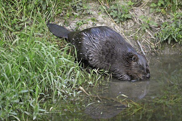 Eurasian beaver, european beaver (Castor fiber) on the river bank entering the water, Freiamt, Canton Aargau, Switzerland, Europe