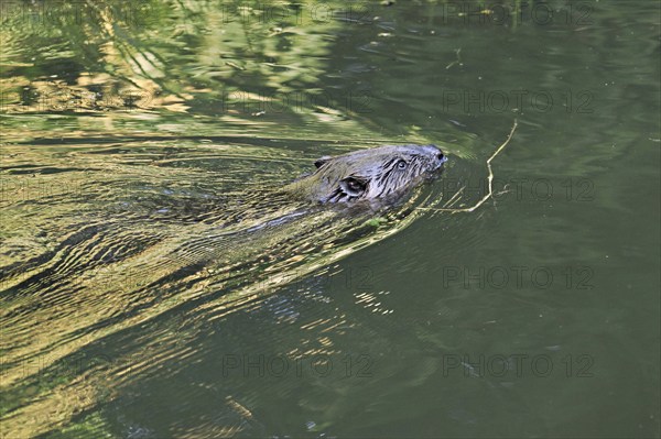 Eurasian beaver, european beaver (Castor fiber), swimming in the river, Freiamt, Canton Aargau, Switzerland, Europe