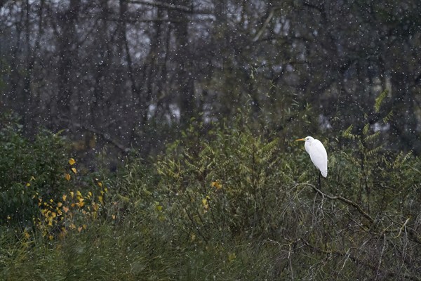 Great egret (Ardea alba), standing on a tree branch, autumn-coloured leaves, snowfall, Hesse, Germany, Europe