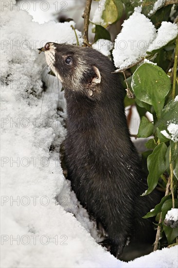 European polecat (Mustela putorius) or wood polecat, looking out of snow-covered bushes, captive, Switzerland, Europe