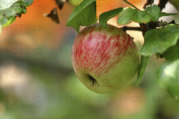 Ripe red apple hanging ripe for harvest on tree, bokeh in background, fruit tree, orchard, North Rhine-Westphalia, Germany, Europe