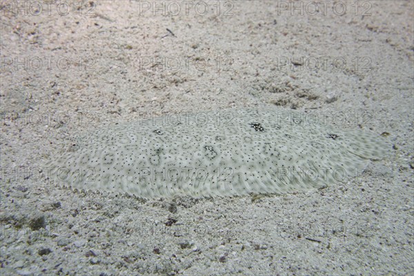 Well camouflaged finless sole (Pardachirus marmoratus) in the sand. Dive site House Reef Mangrove Bay, El Quesir, Egypt, Red Sea, Africa