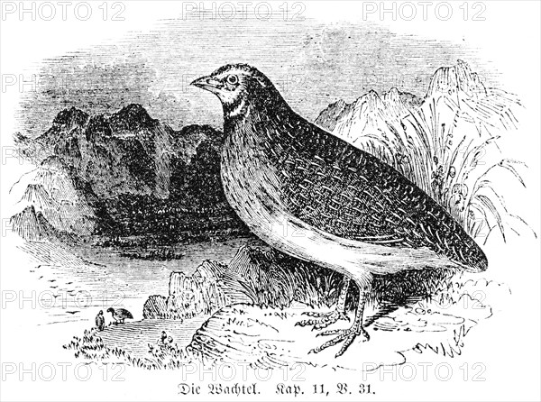 The quail, landscape, sea, God, two cubits, Old Testament, Genesis, Fourth Book of Moses, Chapter 11, Verse 31, historical illustration c. 1850