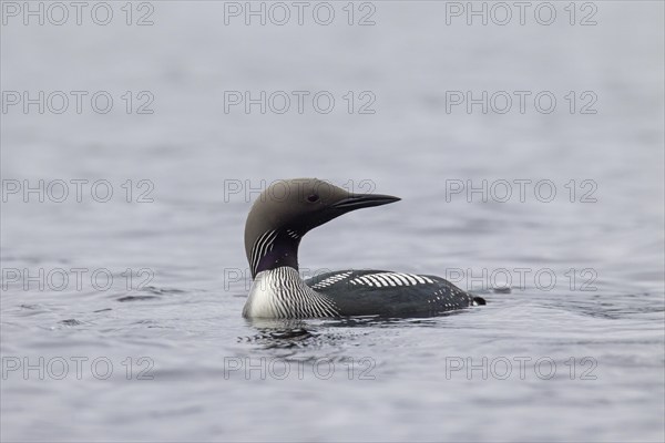 Black-throated loon, Arctic loon, black-throated diver (Gavia arctica) in breeding plumage swimming in lake in spring