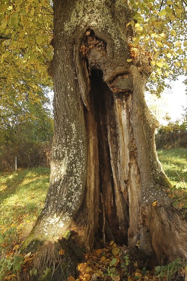 Large-leaved linden (Tilia platyphyllos) trunk with distinct hollow, Allgäu, Bavaria, Germany, Europe