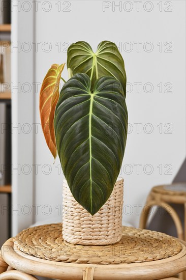 Exotic 'Philodendron Melanochrysum' houseplant with long velvet leaves in basket flower pot on table