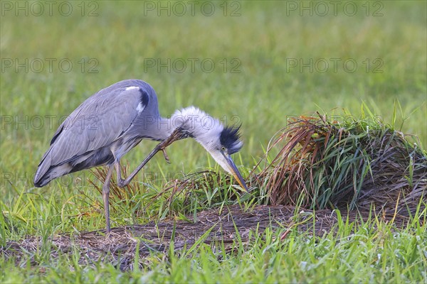 Grey heron (Ardea cinerea) Wildlife, standing in a meadow, scratching its neck, Ochsen Moor, Dümmer nature park Park, Lower Saxony, Germany, Europe