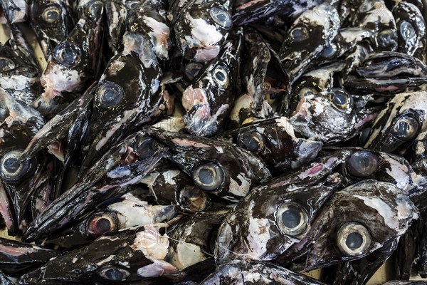 Heads of black scabbardfish (Aphanopus carbo), fish market, Mercado dos Lavradores market hall, Funchal, Madeira Island, Portugal, Europe