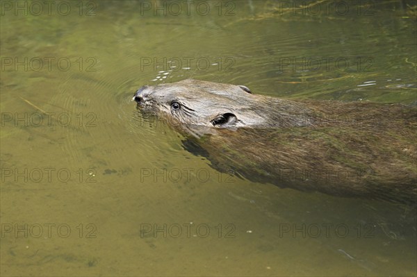 Eurasian beaver, european beaver (Castor fiber), swimming in the river, Freiamt, Canton Aargau, Switzerland, Europe