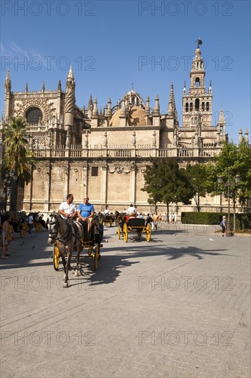 Horse and carriage rides for tourists in the historic central area near the cathedral, Seville, Spain, Europe