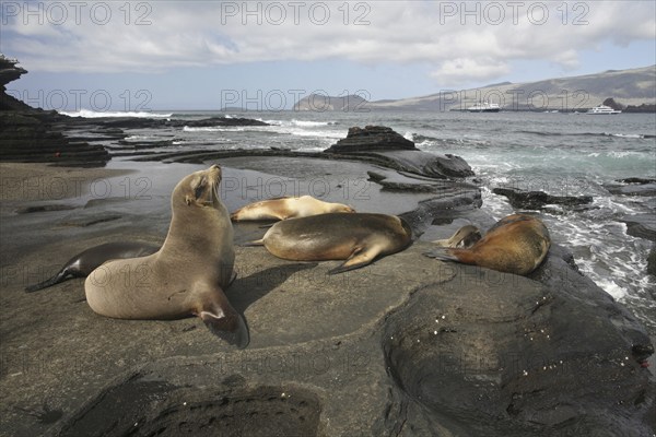 Galapagos sealions, Galápagos sea lions (Zalophus wollebaeki) on the beach of Puerto Egas on Santiago Island, San Salvador Island, Galápagos Islands, Ecuador, Latin America, South America