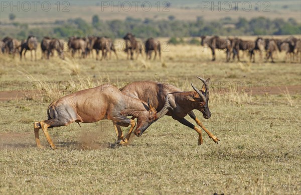 Fight between two Topi lei antelope bulls, Maasai Mara Game Reserve, Kenya, Africa