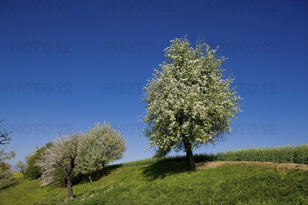 Carp tavern near Meissen, orchards in spring