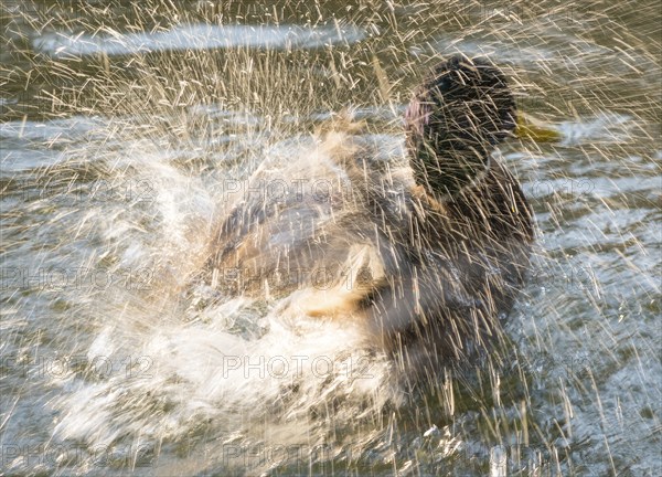 Mallard (Anas platyrhynchos), drake, male in splendid dress, bathing and splashing in the water of a lake, water drops shining in the sun, wiping effect, abstract, Hesse, Germany, Europe