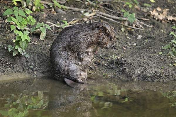 Eurasian beaver, european beaver (Castor fiber) mother standing on the river bank, Freiamt, Canton Aargau, Switzerland, Europe