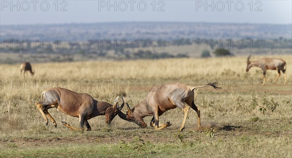 Fight between two Topi lei antelope bulls, Maasai Mara Game Reserve, Kenya, Africa