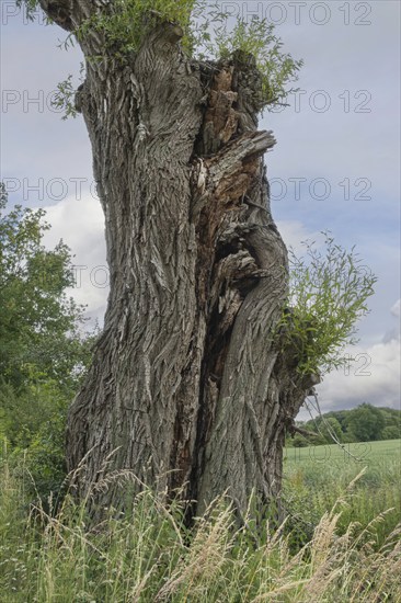 Trunk of a very old willow, Münsterland, North Rhine-Westphalia, Germany, Europe