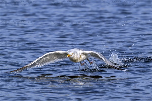 European herring gull (Larus argentatus) adult seagull taking off from sea water surface along the North Sea coast in summer