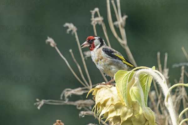 European goldfinch (Carduelis carduelis), also known as goldfinch, sitting on a faded sunflower, Wilhelmsburg, Hamburg, Germany, Europe