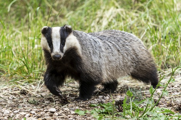 A badger moves through a wooded area with grass and leaves, european badger (Meles meles), Germany, Europe