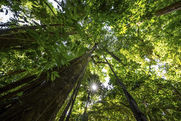 Dense vegetation in the tropical rainforest, roots of a strangler fig on a tree, view upwards, Sun Star, Corcovado National Park, Osa, Puntarena Province, Costa Rica, Central America