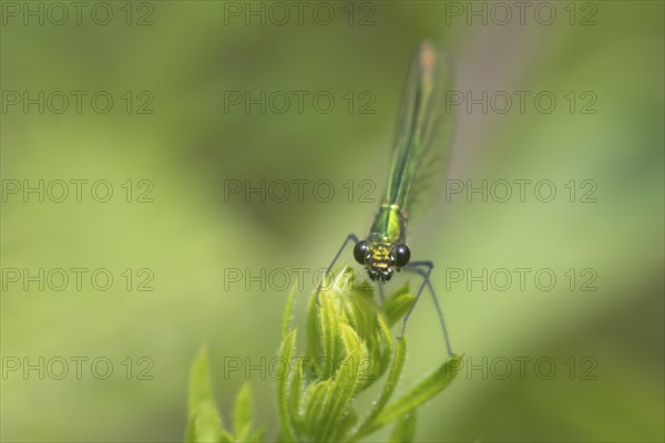 Banded demoiselle damselfly (Calopteryx splendens) adult female insect resting on a leaf in the summer, Suffolk, England, United Kingdom, Europe